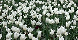 郁金香,鮮花,耗材