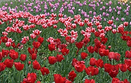 郁金香,鮮花,耗材