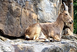 動物,哺乳動物,角