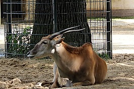 動物,哺乳動物,角