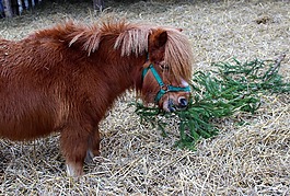 小馬,鬃毛,農場的動物