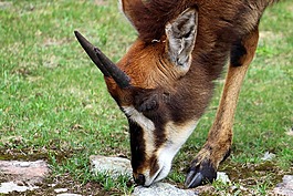 動物,哺乳動物,角