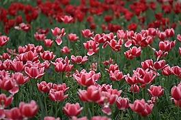 郁金香,鮮花,耗材