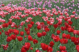 郁金香,鮮花,耗材