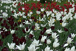 郁金香,鮮花,耗材