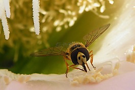 蜜蜂,地點(diǎn),昆蟲