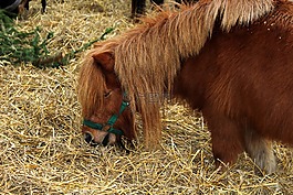 小馬,動物,干草