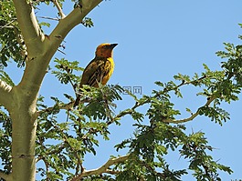 麻雀,鳥(niǎo),樹(shù)