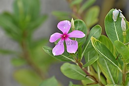 紫色花,自然,綠色