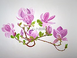玉蘭,花卉,粉紅色