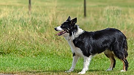 狗,邊境牧羊犬,尋找