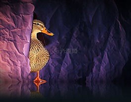 鴨,水禽,鳥
