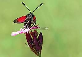 昆蟲,性質(zhì),活
