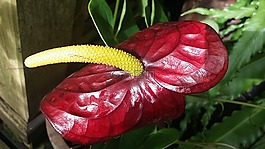 花,紅色,雄蕊