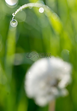 蒲公英,水滴,羅莎