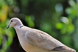 鴿子,鳥,街道聾