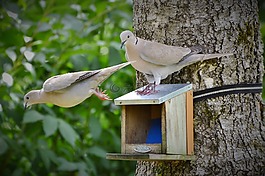 鴿子,捉住了,鳥
