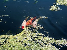鯉魚,魚,湖