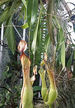 豬籠草,飛陷阱,投手