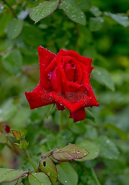 玫瑰,紅色,花卉
