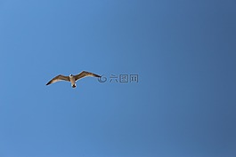 鳥(niǎo),天空,自然