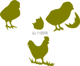 雞,公雞,家禽