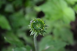 芽,潮濕,濕