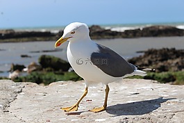 海鷗,鳥,ave