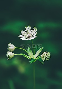 花,森林花卉,指出花