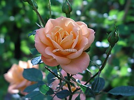 玫瑰,橙,花