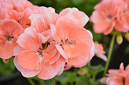 鮮花,自然,粉紅色
