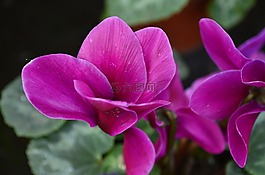 鮮花,自然,紫色