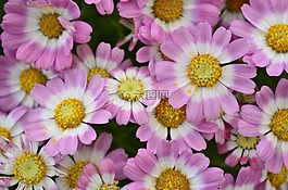 鲜花,粉红色,纹理