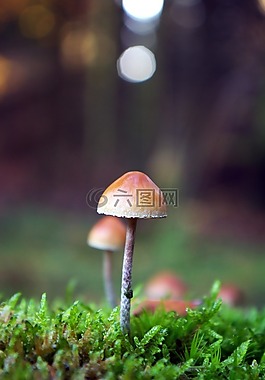 蘑菇,森林,性質