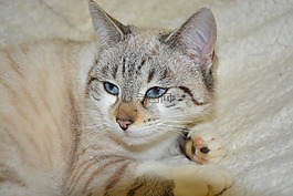 猫蓝色的眼睛,年轻的猫,猫