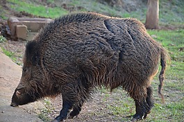 野生,野猪,对牙