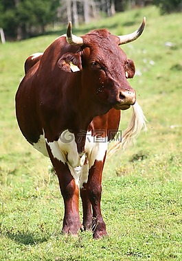 牛肉,動(dòng)物,寵物