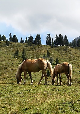 haflinger,马,动物