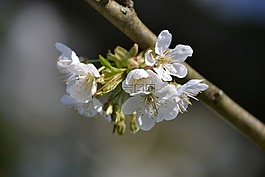 樹,性質(zhì),廠