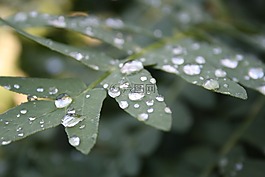 葉子,綠色,性質(zhì)