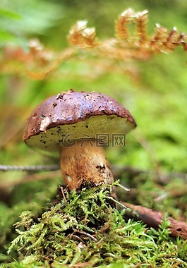 蘑菇,森林,秋
