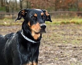 狗,交易所beauceron,哺乳動物