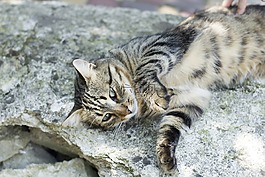 貓,動物,寵物