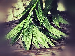 葉子,雨,滴