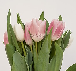 鲜花,bouqet,自然