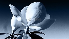 花的,植物,自然