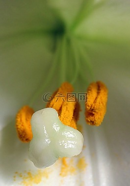 美麗,盛開,植物區(qū)系
