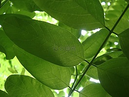 葉,植物區(qū)系,增長