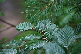 雨,樹,葉子