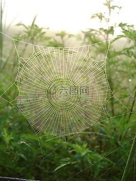 蜘蛛,web,露水